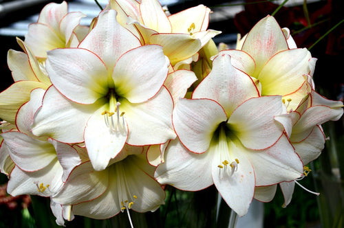 Amaryllis achat / vente de Amaryllis Picotee