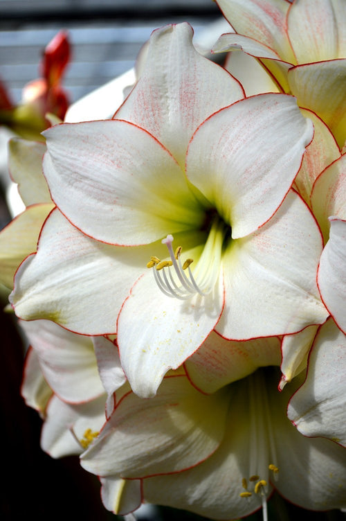 Achat Amaryllis Jumbo Picotee