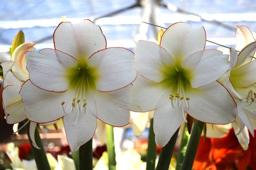 Amaryllis 'Picotee' blanc bulbe à fleur