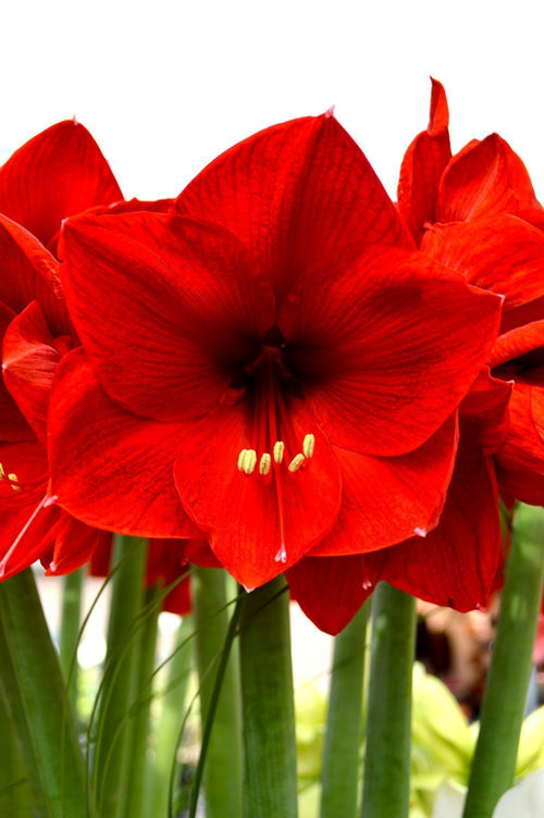 Acheter Amaryllis Red Lion