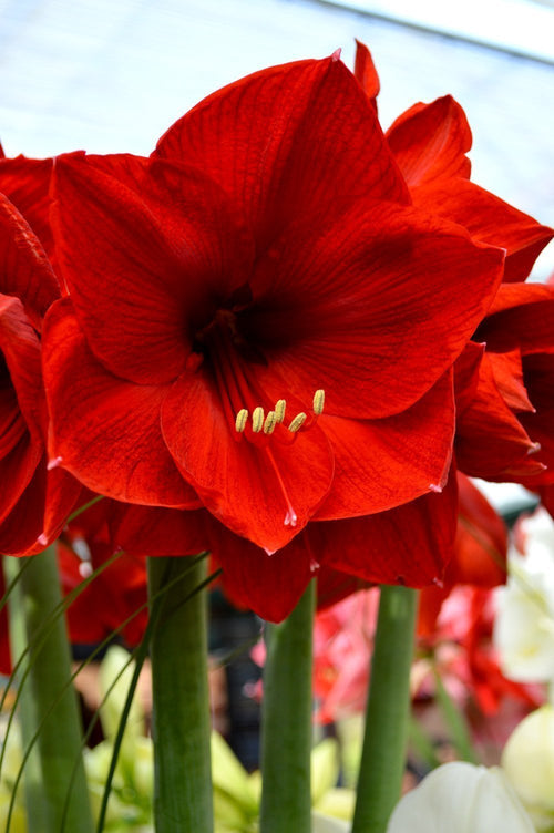 Amaryllis 'Red Lion' simple : vente Amaryllis Rouge