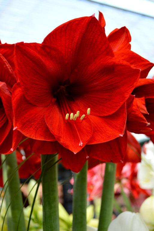 Amaryllis 'Red Lion' simple : vente Amaryllis Rouge