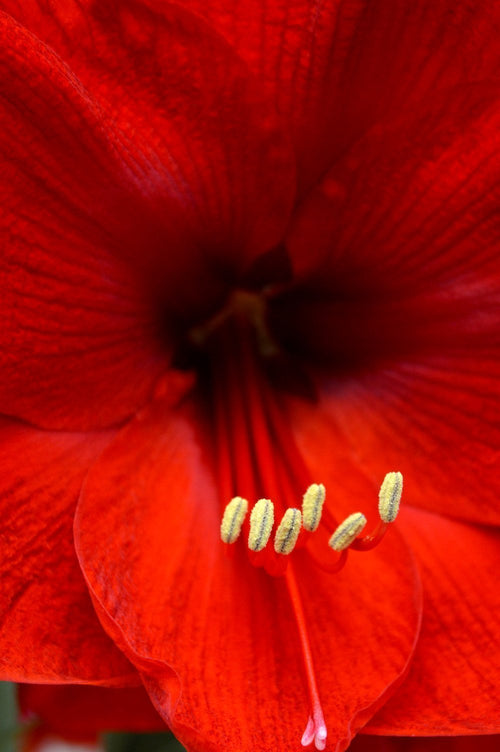 Acheter Amaryllis Red Lion | Bulbes d'intérieures