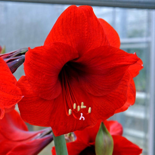 Acheter Amaryllis Red Lion - Meilleur rapport qualité