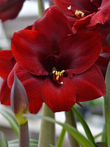 Amaryllis Royal Velvet