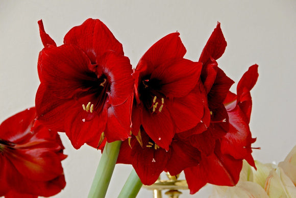 Amaryllis Royal Velvet (Hippeastrum)