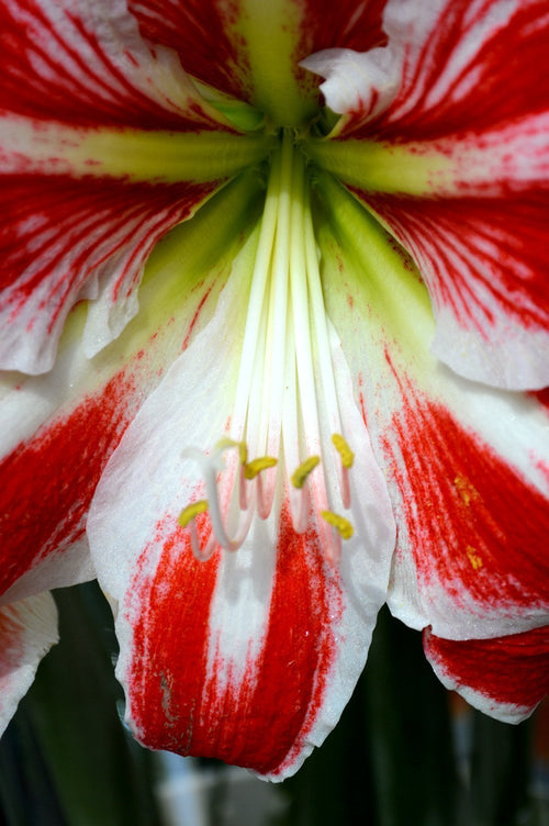 Bulbes à fleurs d'amaryllis rouges et blancs