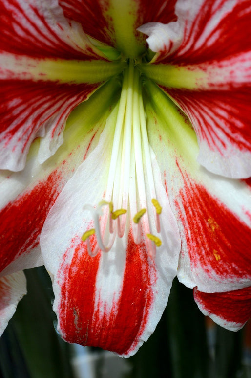 Bulbes à fleurs d'amaryllis rouges et blancs