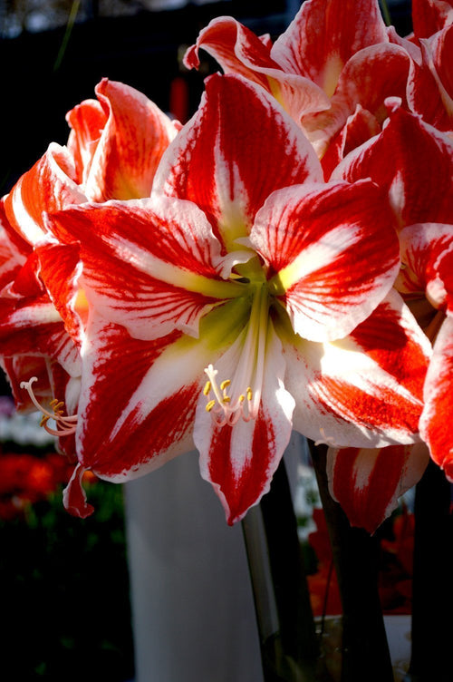 Amaryllis Spartacus Bulbes à Fleurs