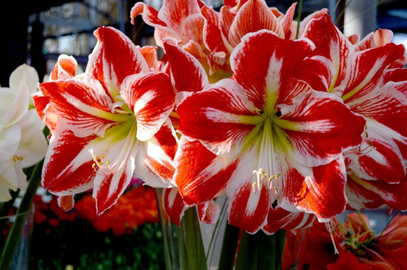 AMARYLLIS SPARTACUS Bulbes