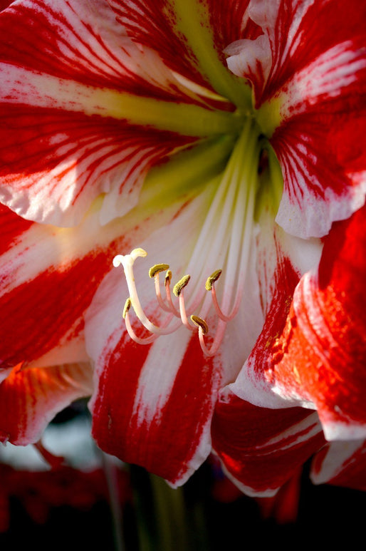 Achetez Bulbe de Amaryllis Spartacus
