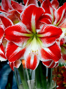 Amaryllis Spartacus