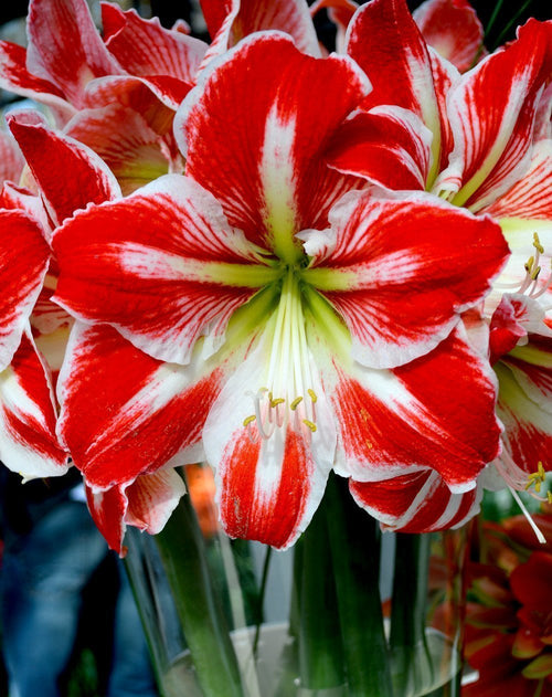 Bulbes de fleurs amaryllis géantes | Amaryllis Spartacus
