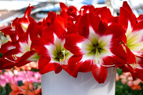 Amaryllis Tres Chic