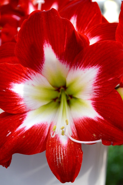 Amaryllis Tres Chic