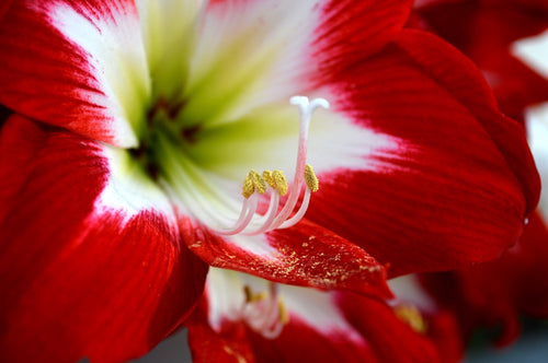 L'Amaryllis Tres Chic - bulbeuse à floraison simple tricolore