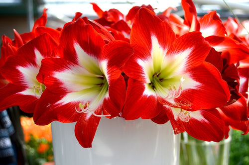 Achat AMARYLLIS TRÈS CHIC