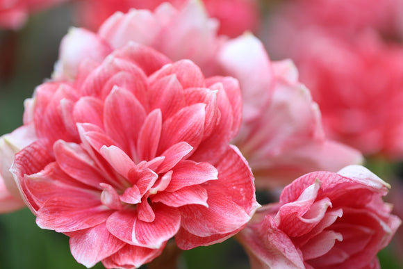 Amaryllis Double Dream - Amaryllis rose avec expédition des Pays-Bas vers la France