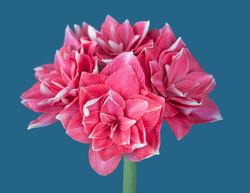 Amaryllis Double Dream Bulbes de fleurs