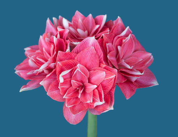 Amaryllis Double Dream Bulbes de fleurs