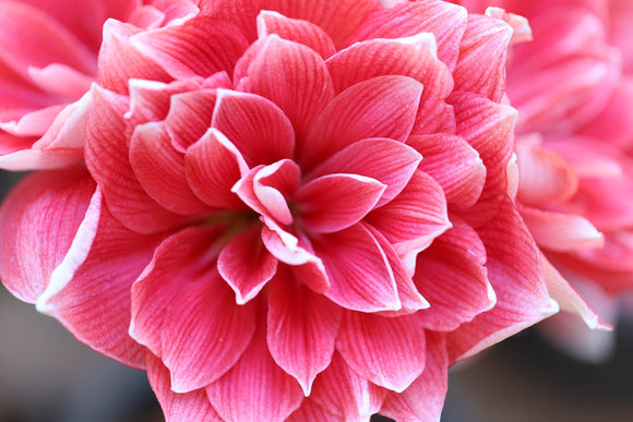 Amaryllis Double Dream - Rose