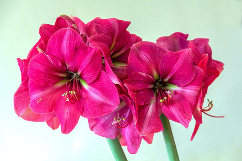 Fleurs d'amaryllis roses - acheter des bulbes à fleurs en Hollande