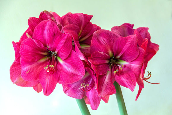 Fleurs d'amaryllis roses - acheter des bulbes à fleurs en Hollande