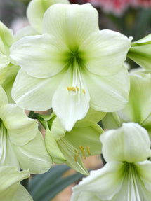 Amaryllis Luna