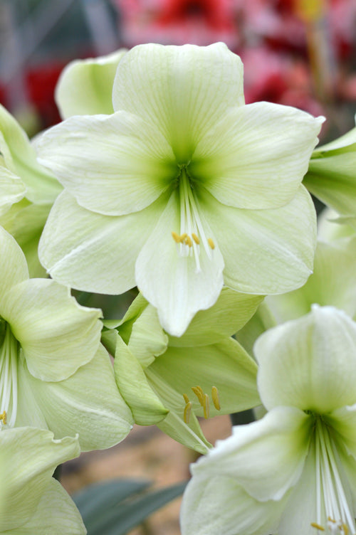 Amaryllis 'Luna' (Hippeastrum) en fleur au printemps