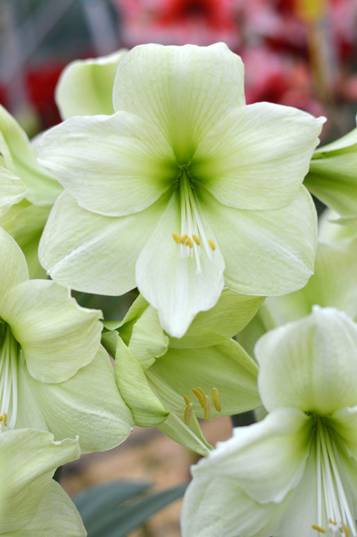 Amaryllis 'Luna' (Hippeastrum) en fleur au printemps