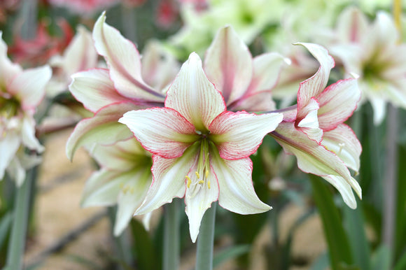 Amaryllis Magic Green