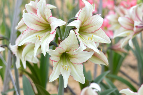 Acheter Bulbes de fleurs amaryllis