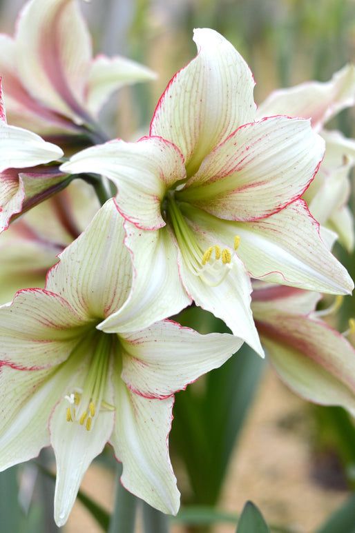 Les bulbes d'Amaryllis 'Magic Green'