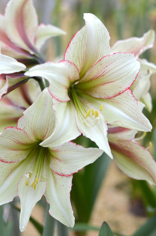 Une amaryllis pour Noël