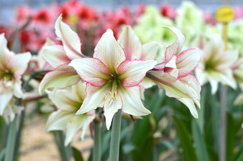 Amaryllis Magic Green- Un hippeastrum vert anis en calibre
