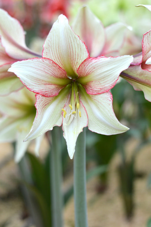 Notre coup de coeur cet Hippeastrum aux fleurs vert anis, calibre 36+ Amaryllis Magic Green