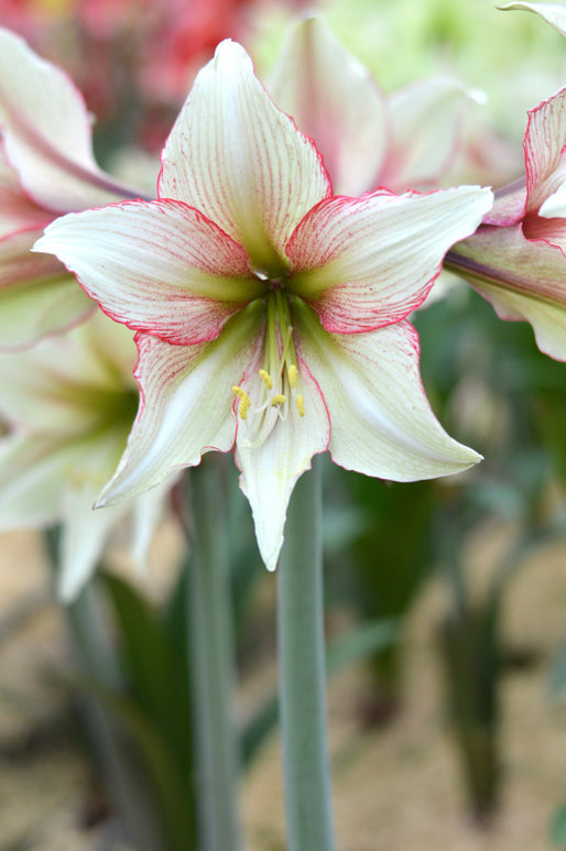 achat / vente bulbes d'Amaryllis Magic Green