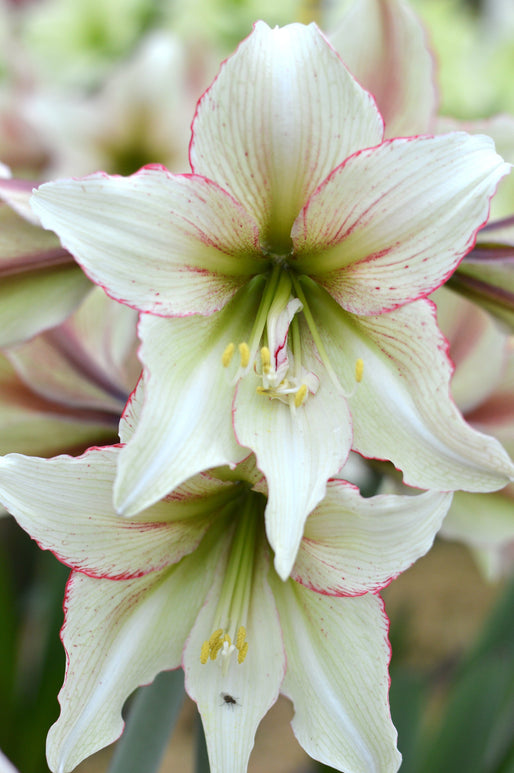 Amaryllis - Hippeastrum - Achat de bulbe d'intérieur en ligne