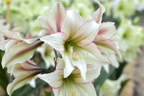 Achat Bulbes d'Amaryllis exterieur en ligne Magic Green