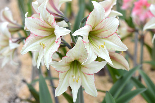 Amaryllis, Bulbes de fleurs Magic Green