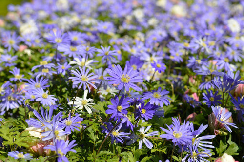 Bulbes d'anémone bleue blanda - acheter en ligne