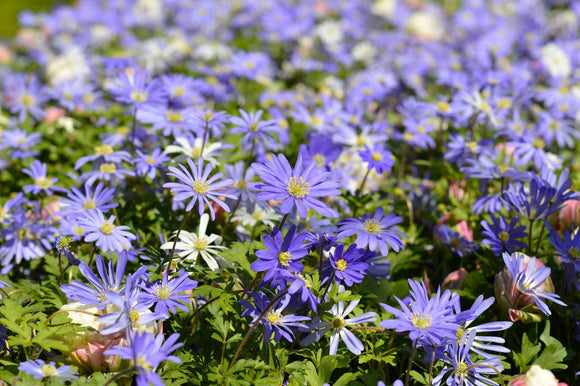 Bulbes d'anémone bleue blanda - acheter en ligne