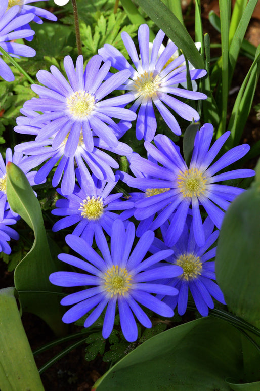 Anemone Blanda Blue Shades