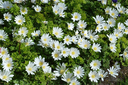 Anemone blanda 'White Splendour' | plantes vivaces