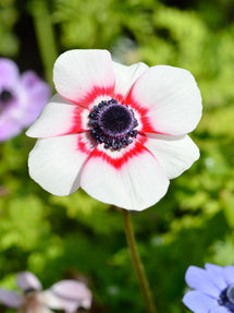 Anémone de Caen Bi-Color