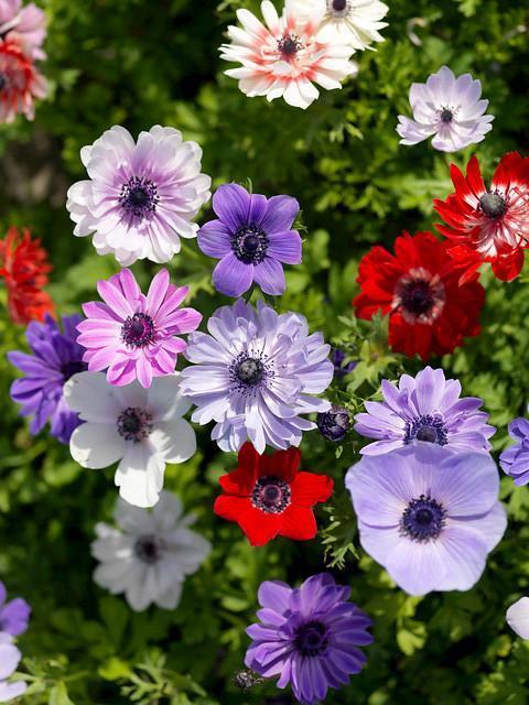 Achat Anémone St. Brigid en Mélange