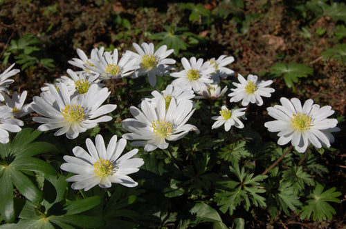 Anémone de Grèce 'White Splendour' - Anemone blanda
