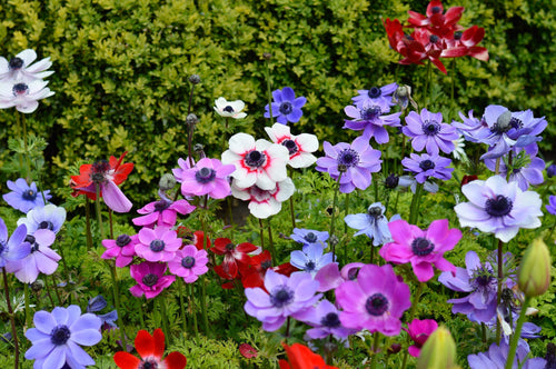 Commandez le mélange d’Anémones de Caen