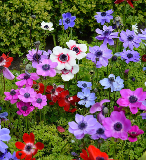 Anémone de Caen Mixte