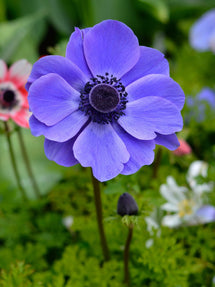 Anémone de Caen M. Fokker